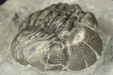 Wide Eldredgeops Trilobite Fossil - Hamburg, New York #188879-2
